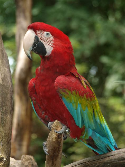 Ara parrot | Parrot, Bird pictures, Beautiful birds