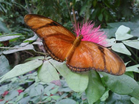 Butterfly at the Cockrell Butterfly Center - Houston Museum of Natural ...