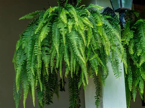 Hanging Fern Care Guide – Where Do Hanging Ferns Grow Best