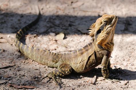 10 Different Types of Iguana