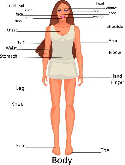 Woman Anatomy Diagram