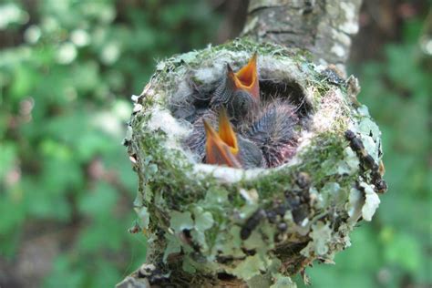 READER PHOTOS! More baby hummingbirds - FineGardening