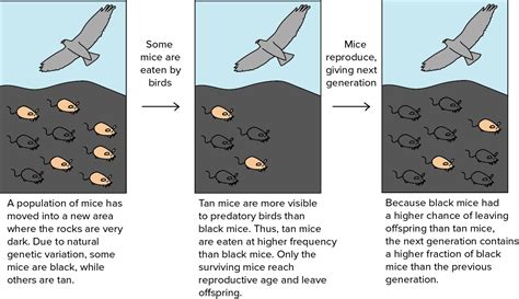 AP Biology Midterm Project: 11) Natural selection involves organisms ...