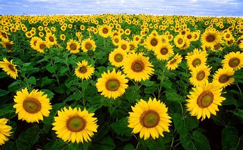 How Do Sunflowers Reproduce? - ProFlowers Blog