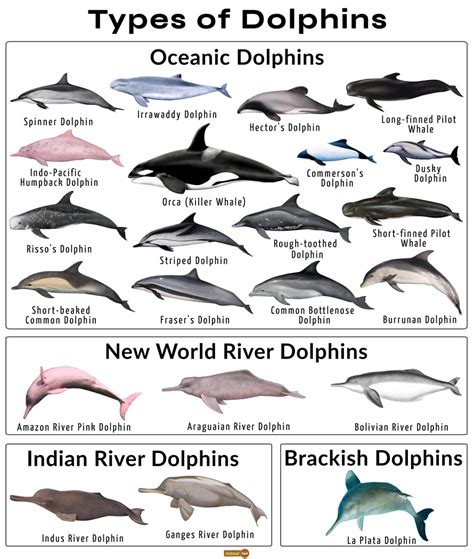 Dolphin Species: A Comprehensive Exploration of the World’s Diverse ...