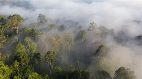 Northern Grey Gibbon Sounds & Calls | Wild Ambience Nature Sounds