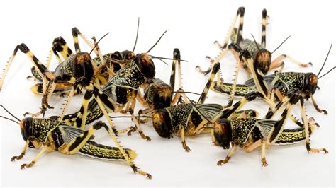 Why locusts swarm | University of Cambridge