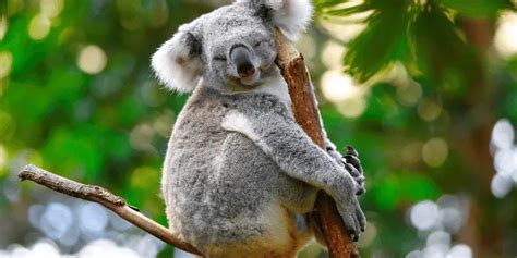 150+ Cute And Funny Koala Names 2023