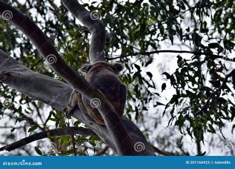 Cute Wild Koala Bear is Climbing on the Tree in Noosa National Park ...