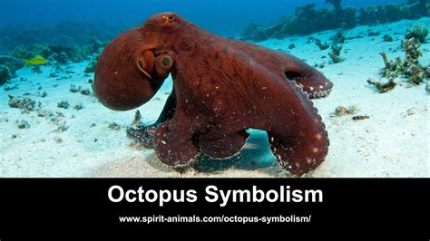 Octopus Symbolism - YouTube