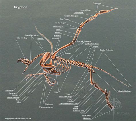 ArtStation - Gryphon Skeleton Anatomy