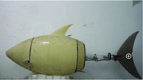 Photo of the robotic fish used as a leader in the study. The circled ...