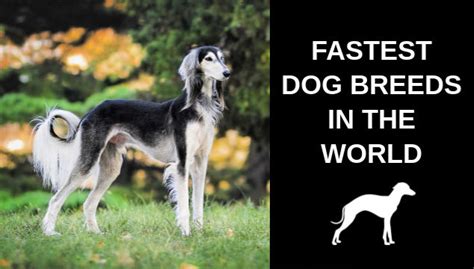 20 Fastest Dog Breeds in the World - Spoiled Hounds