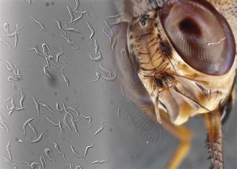 A Tsetse Fly’s Bite Can be Fatal. New YSPH Research Takes a Step Toward ...