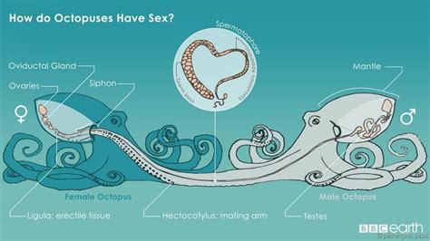 How Does the #Octopus Mate? via BBC Earth #nature #science #anatomy ...