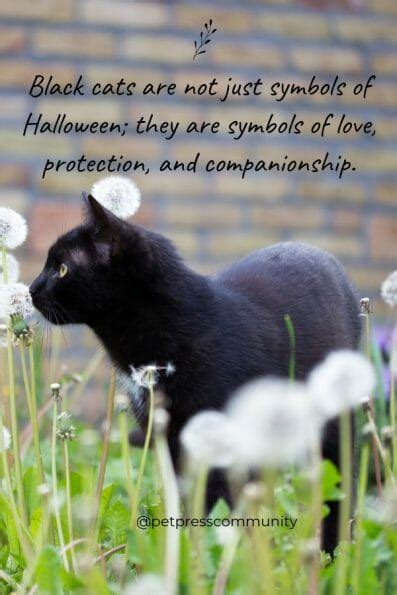 50 Black Cat Quotes to Celebrate the Beauty of These Creatures