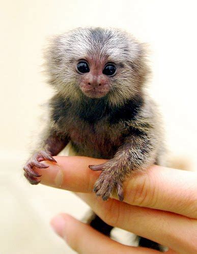 Marmoset Monkey - Animals Species