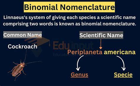 Binomial Nomenclature Examples