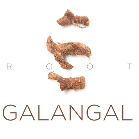 Galangal Root – The Jazz Chef