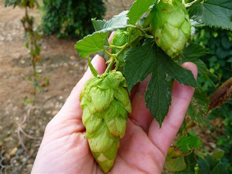 Ed's Beer Site: How to breed new hop varieties