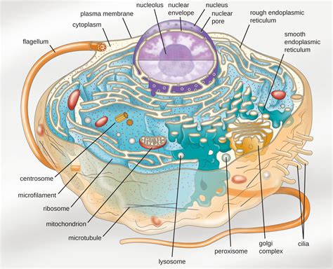 5.1: Characteristics of Eukaryotic Cells - Biology LibreTexts