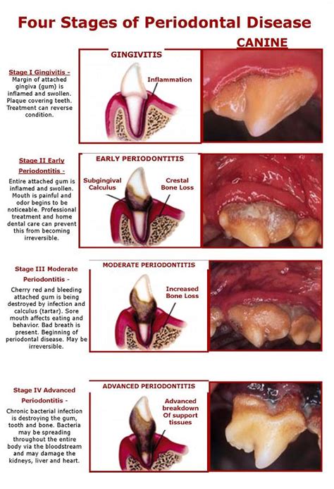 Can Dogs Die From Gum Disease