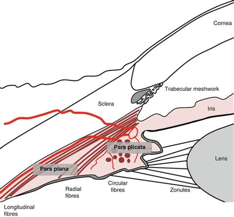 The Ciliary Body and Aqueous Fluid Formation and Drainage | Ento Key