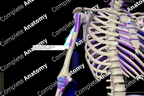 Crest of Greater Tubercle | Complete Anatomy