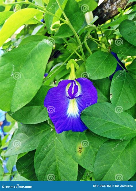 Medicinal Plants, Kembang Telang(Clitoria Ternatea) Stock Image - Image ...