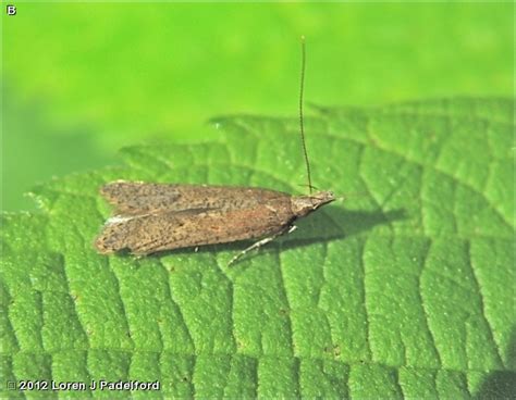 PALMERWORM MOTH - Fontenelle Forest Nature Search : Fontenelle Forest ...