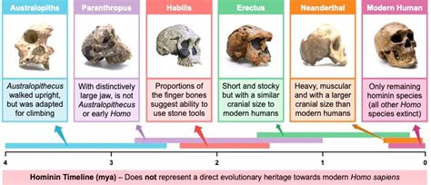 Hominids Evolution Timeline