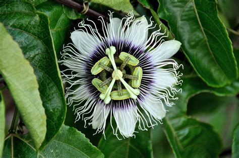 «passiflora» HD wallpapers