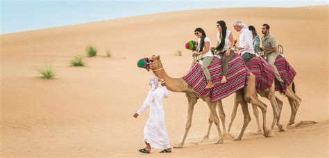 Camel Desert Safari - Dubai Desert Safari