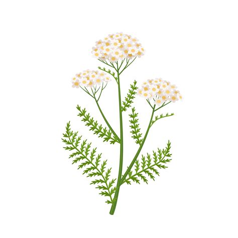 Yarrow flower vector illustration, scientific name Achillea millefolium ...