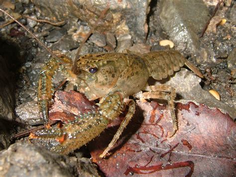 Crayfish, The A complete classification, habitat, predator and prey ...