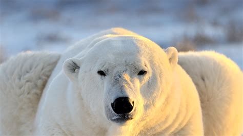 Polar Bear | San Diego Zoo Animals & Plants