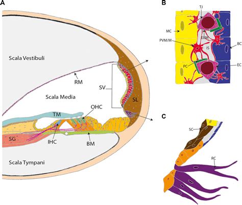 Frontiers | Hearing Function, Degeneration, and Disease: Spotlight on ...