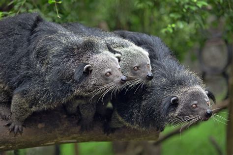 Binturong conservation in Indonesia