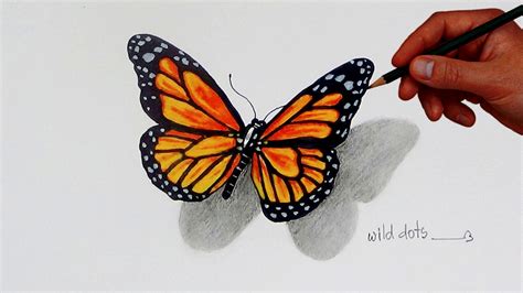 Butterfly Drawing Realistic - Butterfly Mania