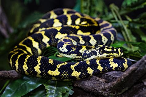 Snakes in Australia: Everything you need to know