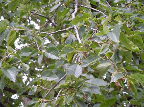 10 Species of Elm Trees