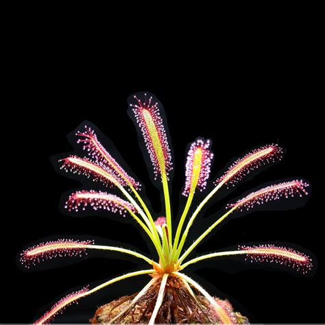 Sundew Plant Seeds For Sale | Carnivorous Plant Nursery