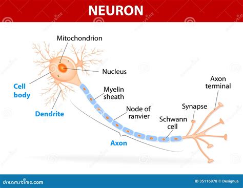 Dendrite labeled - nipodroute