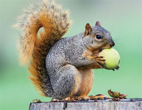 Better Squirrel Habitat | Missouri Department of Conservation