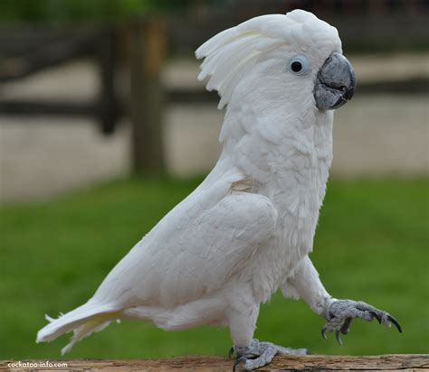 Umbrella Cockatoo Pet