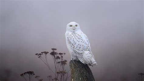 Download Animal Snowy Owl HD Wallpaper