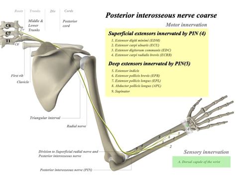 Posterior Interosseous Nerve - Anatomy | Nerve anatomy, Nerve, Nervous ...