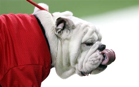 Our best photos of Georgia Bulldog mascot Uga