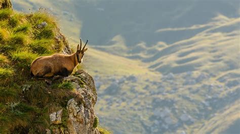 Wildlife Tracking in the Apennines - Steppes Travel