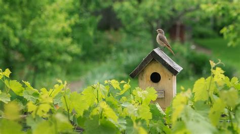 San Jose Mall SMALL PARAKEET NEST BOX - LEFT SIDE MOUNT ...